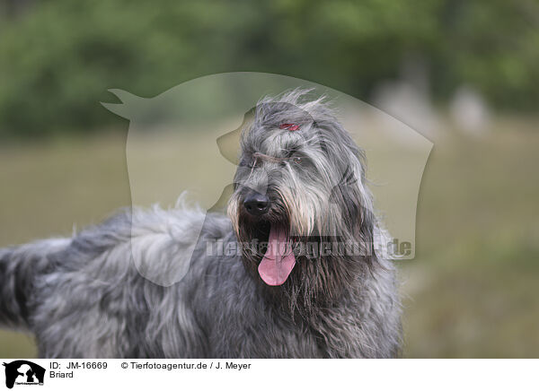 Briard / JM-16669