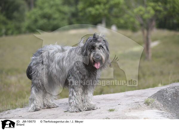 Briard / JM-16670