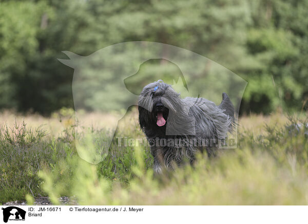 Briard / JM-16671