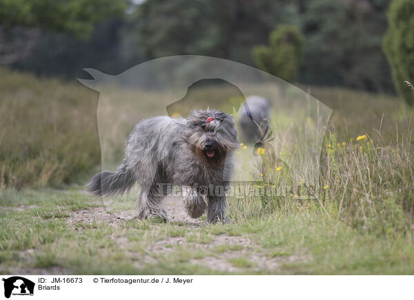 Briards / JM-16673