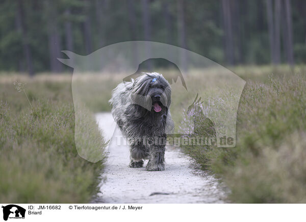 Briard / Berger de Brie / JM-16682
