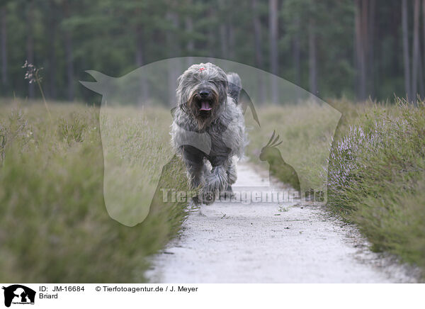 Briard / JM-16684