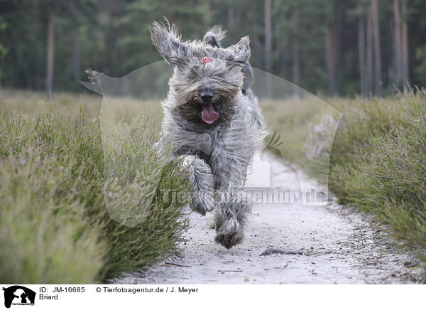 Briard / JM-16685