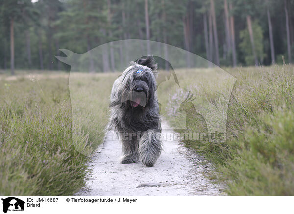 Briard / JM-16687