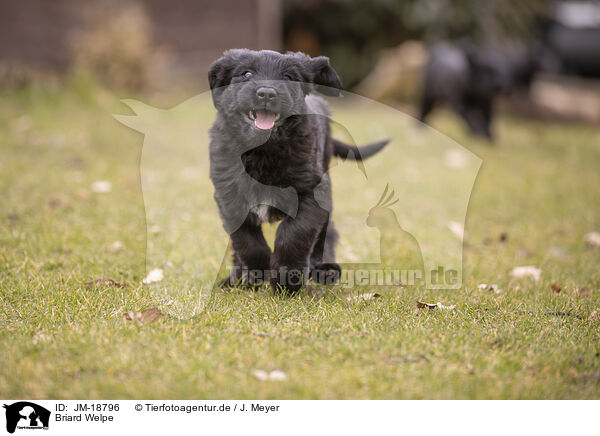 Briard Welpe / Briard puppy / JM-18796