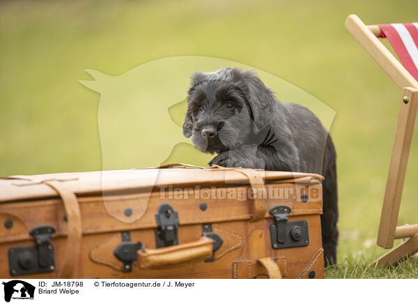 Briard Welpe / Briard puppy / JM-18798