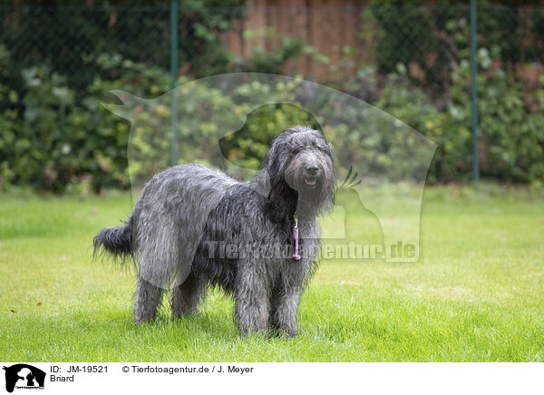 Briard / Berger de Brie / JM-19521