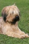 liegender Briard