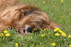 liegender Briard