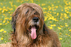 Briard Portrait