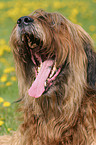 Briard Portrait