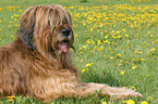 liegender Briard