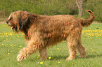 laufender Briard