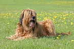 liegender Briard