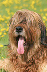 Briard Portrait