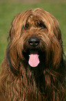 Briard Portrait