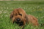 Briard Portrait