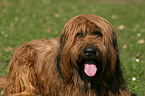 Briard Portrait