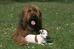 Briard und Jack Russell Terrier