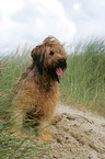 Briard am Meer