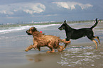 Briard und Schnauzer-Mischling