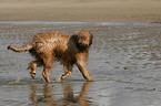 Briard am Meer