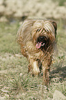 Briard