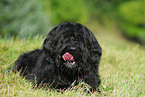 Briard