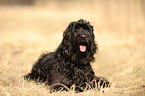 Briard