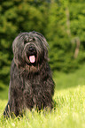 Briard