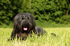 Briard