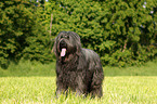 Briard