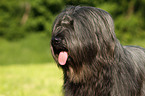 Briard Portrait