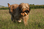 spielender Briard