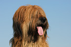 Briard Portrait