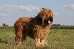 Briard