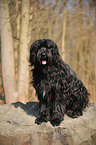 sitzender Briard