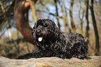 liegender Briard