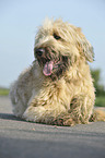 junger Briard