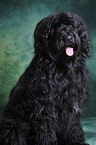 sitzender Briard