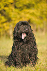 sitzender Briard