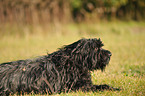 liegender Briard