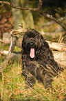 sitzender Briard