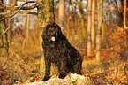 Briard