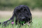 Briard Portrait