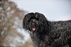 Briard Portrait