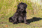 Briard Welpe