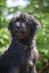 schwarzer Briard