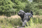 Briard