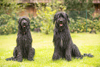 Briards